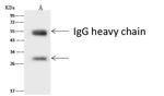 ASCL1 Antibody in Immunoprecipitation (IP)