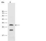 ASCL1 Antibody in Western Blot (WB)