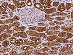 ASL Antibody in Immunohistochemistry (Paraffin) (IHC (P))