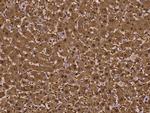 ASL Antibody in Immunohistochemistry (Paraffin) (IHC (P))