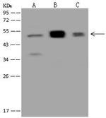 ASL Antibody in Western Blot (WB)