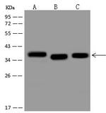 ATF5 Antibody in Western Blot (WB)