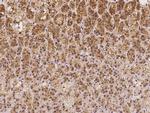 ATIC Antibody in Immunohistochemistry (Paraffin) (IHC (P))