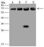 ATIC Antibody in Western Blot (WB)