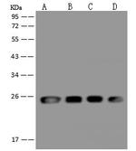 BAP29 Antibody in Western Blot (WB)