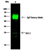 Bcl-2 Antibody in Immunoprecipitation (IP)