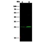 Bcl-2 Antibody in Western Blot (WB)