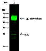 Bcl-2 Antibody in Immunoprecipitation (IP)