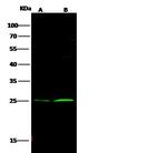 Bcl-2 Antibody in Western Blot (WB)