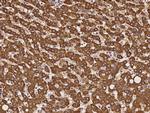 BEND3 Antibody in Immunohistochemistry (Paraffin) (IHC (P))