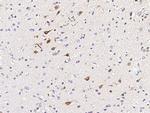 Calbindin Antibody in Immunohistochemistry (Paraffin) (IHC (P))