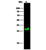 Calbindin Antibody in Western Blot (WB)