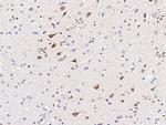 Calbindin Antibody in Immunohistochemistry (Paraffin) (IHC (P))