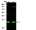 CBF beta Antibody in Western Blot (WB)