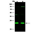 CBF beta Antibody in Western Blot (WB)