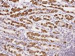 CBF beta Antibody in Immunohistochemistry (Paraffin) (IHC (P))