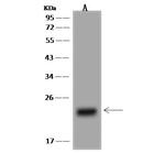 CBF beta Antibody in Western Blot (WB)