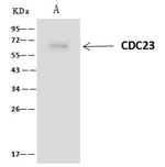 Cdc23 Antibody in Immunoprecipitation (IP)