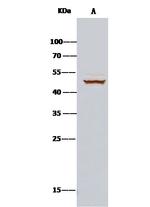 Cdc37 Antibody in Immunoprecipitation (IP)