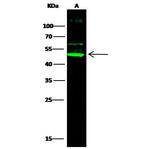 Cdc37 Antibody in Western Blot (WB)