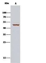 Cdc37 Antibody in Immunoprecipitation (IP)