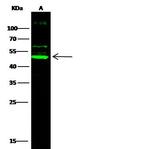 Cdc37 Antibody in Western Blot (WB)