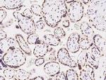 CDYL Antibody in Immunohistochemistry (Paraffin) (IHC (P))