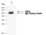 CDYL Antibody in Immunoprecipitation (IP)