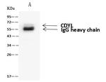 CDYL Antibody in Immunoprecipitation (IP)