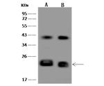 CEND1 Antibody in Western Blot (WB)