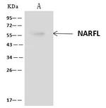 NARFL Antibody in Immunoprecipitation (IP)