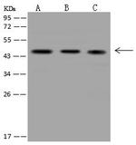 Creatine Kinase BB Antibody in Western Blot (WB)