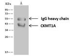 CKMT1A Antibody in Immunoprecipitation (IP)