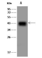 CKMT1A Antibody in Western Blot (WB)