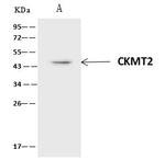 CKMT2 Antibody in Immunoprecipitation (IP)