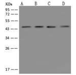 CKMT2 Antibody in Western Blot (WB)