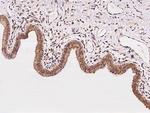 CLCC1 Antibody in Immunohistochemistry (Paraffin) (IHC (P))