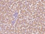 CLCC1 Antibody in Immunohistochemistry (Paraffin) (IHC (P))