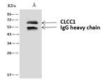 CLCC1 Antibody in Immunoprecipitation (IP)