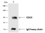 COG3 Antibody in Immunoprecipitation (IP)