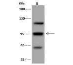 COG3 Antibody in Western Blot (WB)