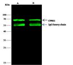 CPNE1 Antibody in Immunoprecipitation (IP)