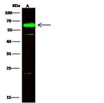 CPNE1 Antibody in Western Blot (WB)