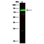 CPNE1 Antibody in Western Blot (WB)