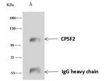 CPSF2 Antibody in Immunoprecipitation (IP)