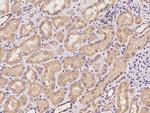 CRTAP Antibody in Immunohistochemistry (Paraffin) (IHC (P))