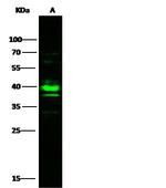 CK2 alpha-1 Antibody in Western Blot (WB)