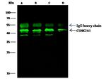 CK2 alpha-1 Antibody in Immunoprecipitation (IP)