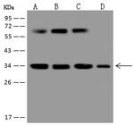 CYB5R1 Antibody in Western Blot (WB)