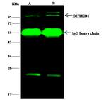 DHTKD1 Antibody in Immunoprecipitation (IP)